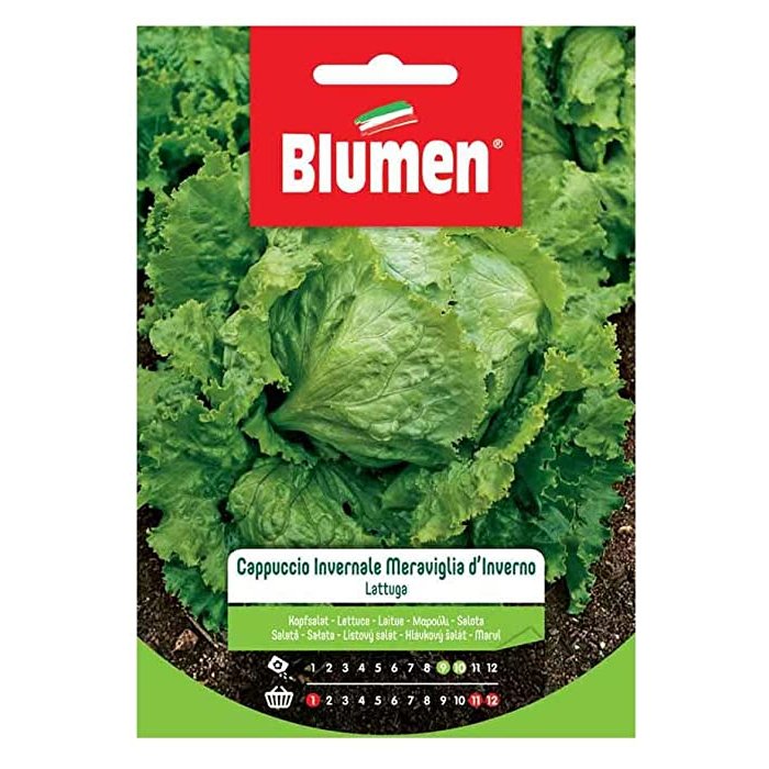 Blumen lattuga meraviglia d'inverno