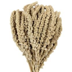 Spighe di panico 500g