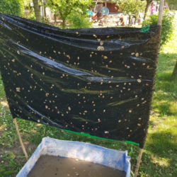 Alternative view of Feromone Trecè per cattura cimice asiatica